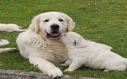 Golden Retriever dogs for sale: Fully health Tested Golden Retriever puppies - Image 12