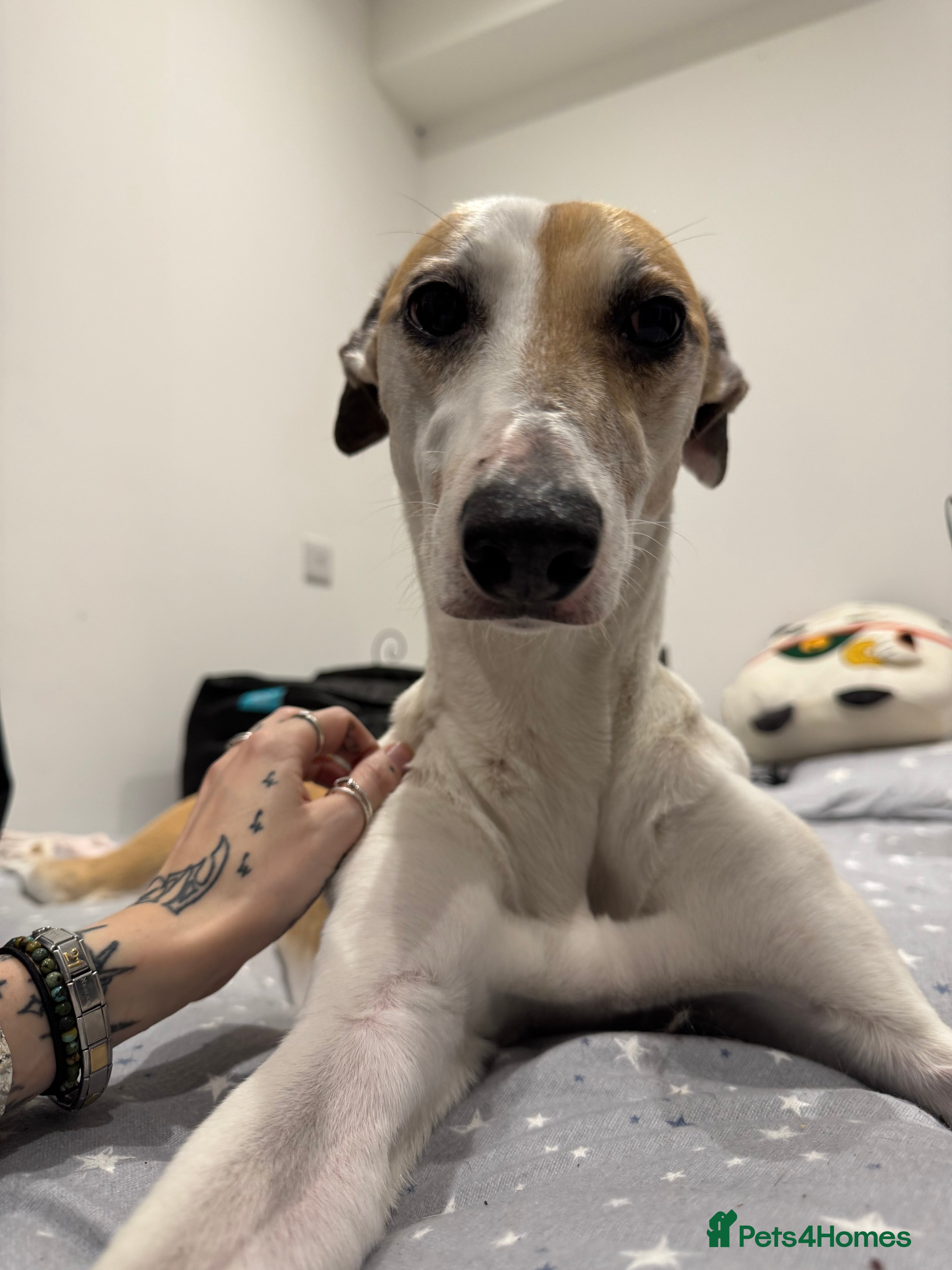 Greyhound dogs Greyhound - Advert 1