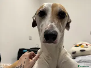 Greyhound dogs Greyhound - Advert 1