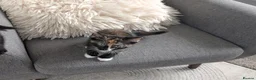 Mixed Breed cats for sale: Tortie kitten available  - Advert 7
