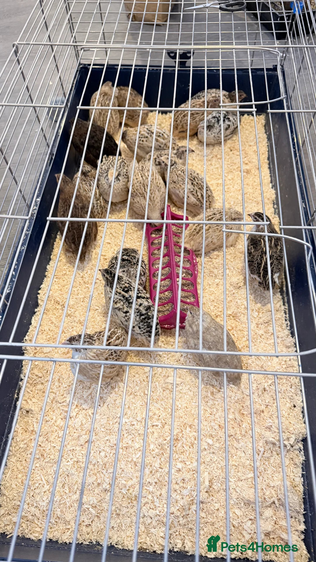 Quail poultry for sale: Coturnix Quail, egg laying hens, males, young one - Advert 5