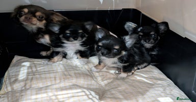 Chihuahua dogs - Advert 9