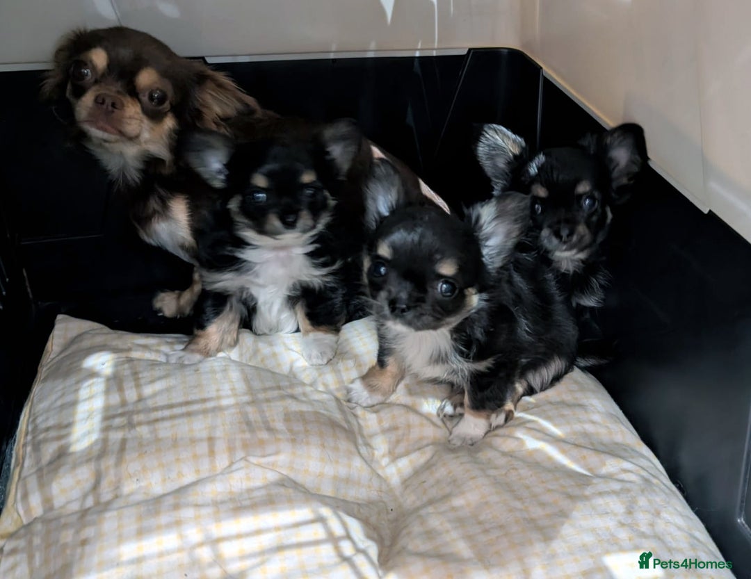 Chihuahua dogs for sale: Chihuahua Puppies Long Haired Kennel Club KC  - Image 4