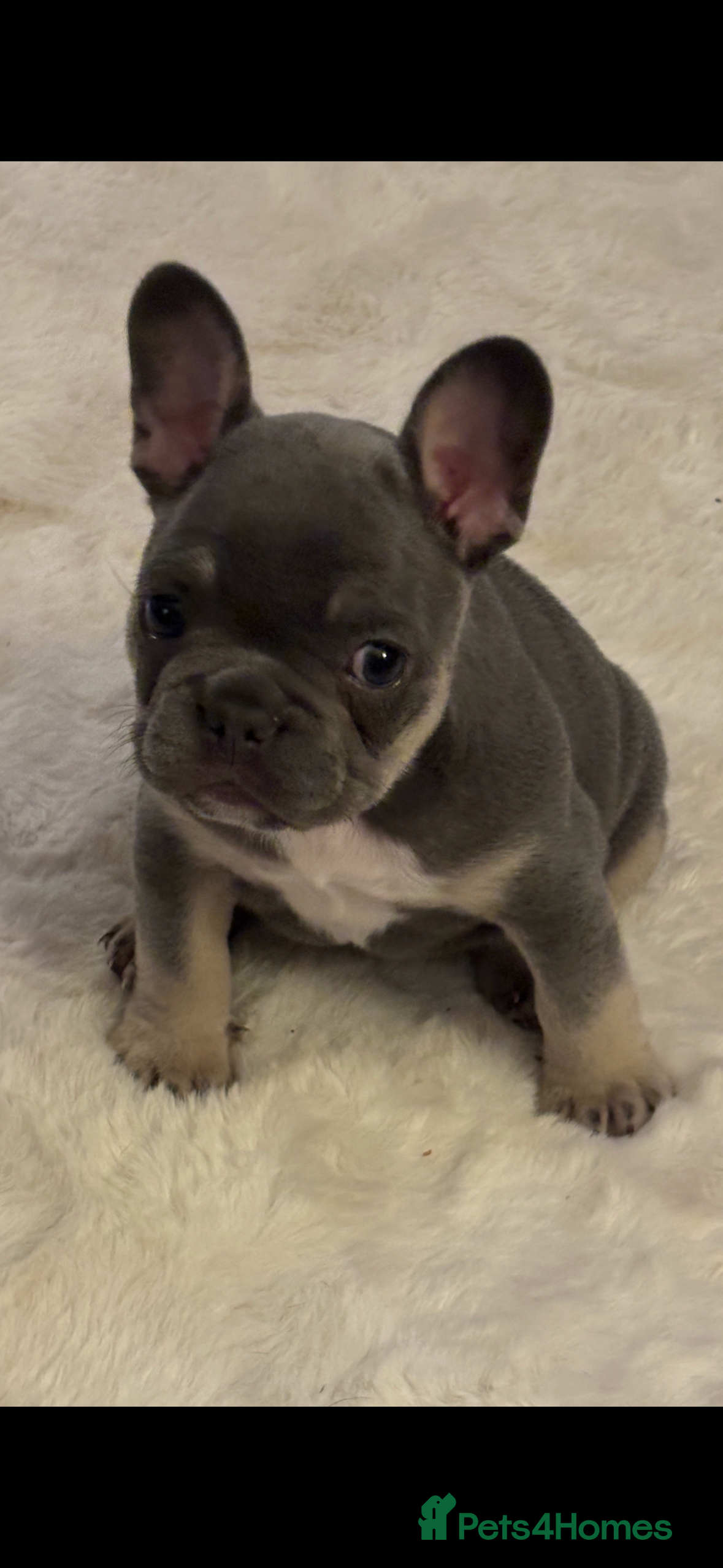 French Bulldog dogs Blue and tan baby girl  - Advert 18