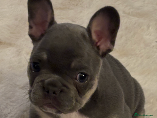French Bulldog dogs Blue and tan baby girl - Advert 12