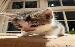 Mixed Breed cats for sale: 3 gorgeous boys mix breed - Image 15