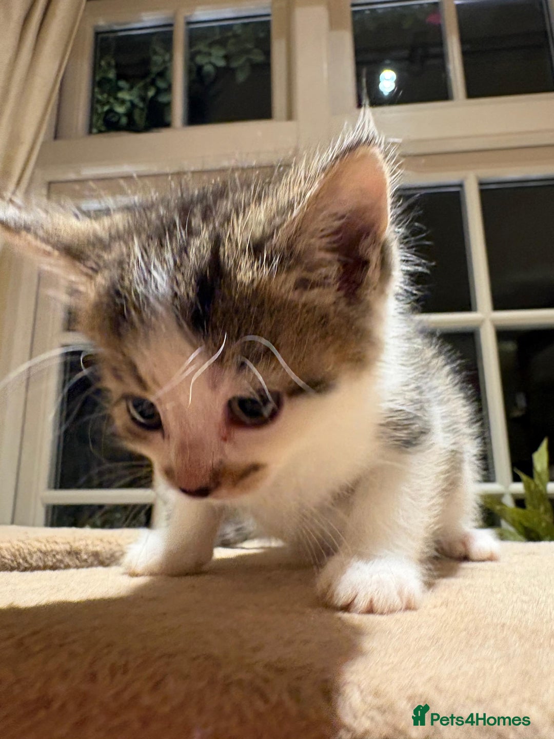 Mixed Breed cats for sale: 3 gorgeous boys mix breed - Image 15