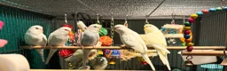 Budgerigars birds for sale: young  budgies available  Wa7  area   - Advert 7