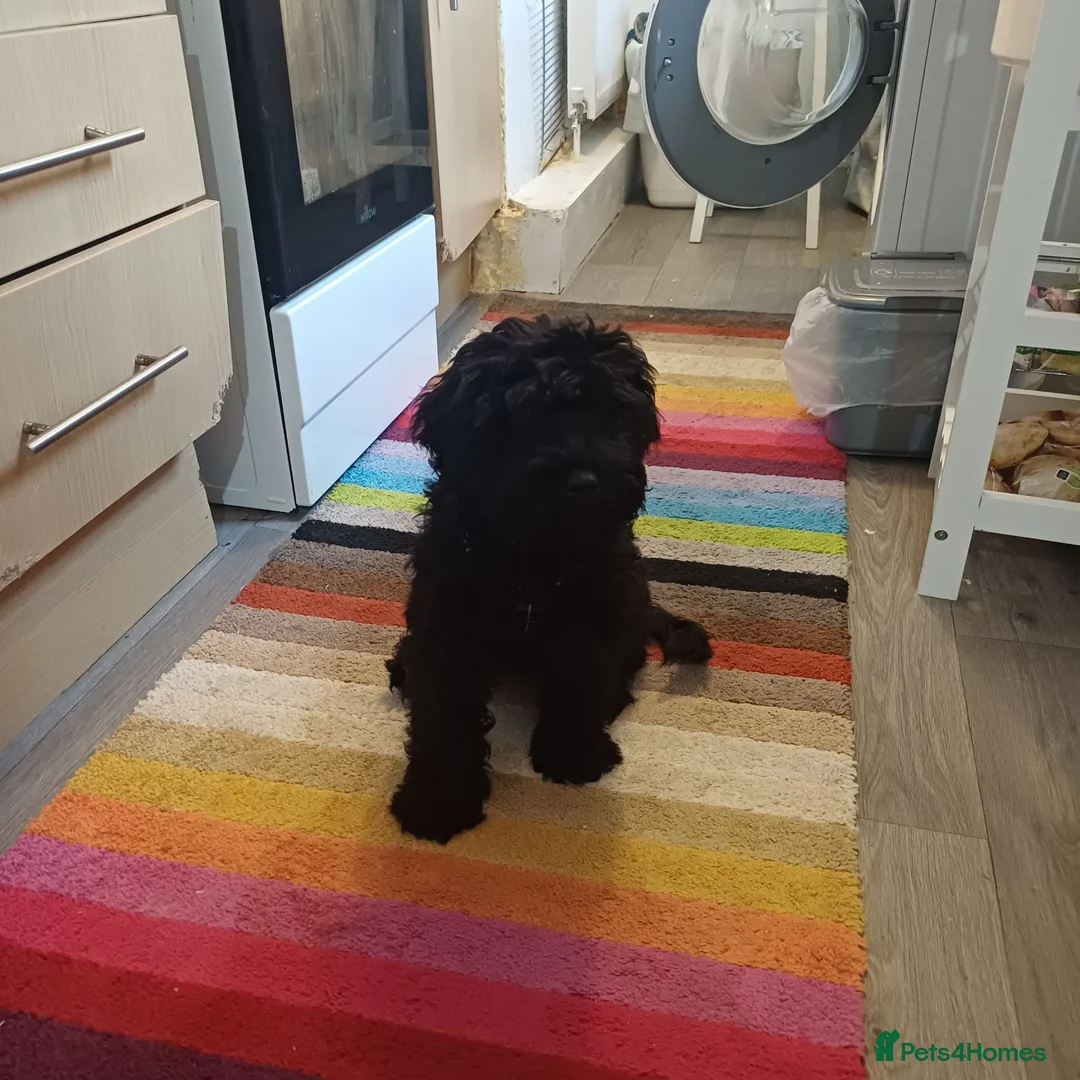 Cockapoo dogs for sale: Adorable Friendly Cockapoo Puppy - Advert 2