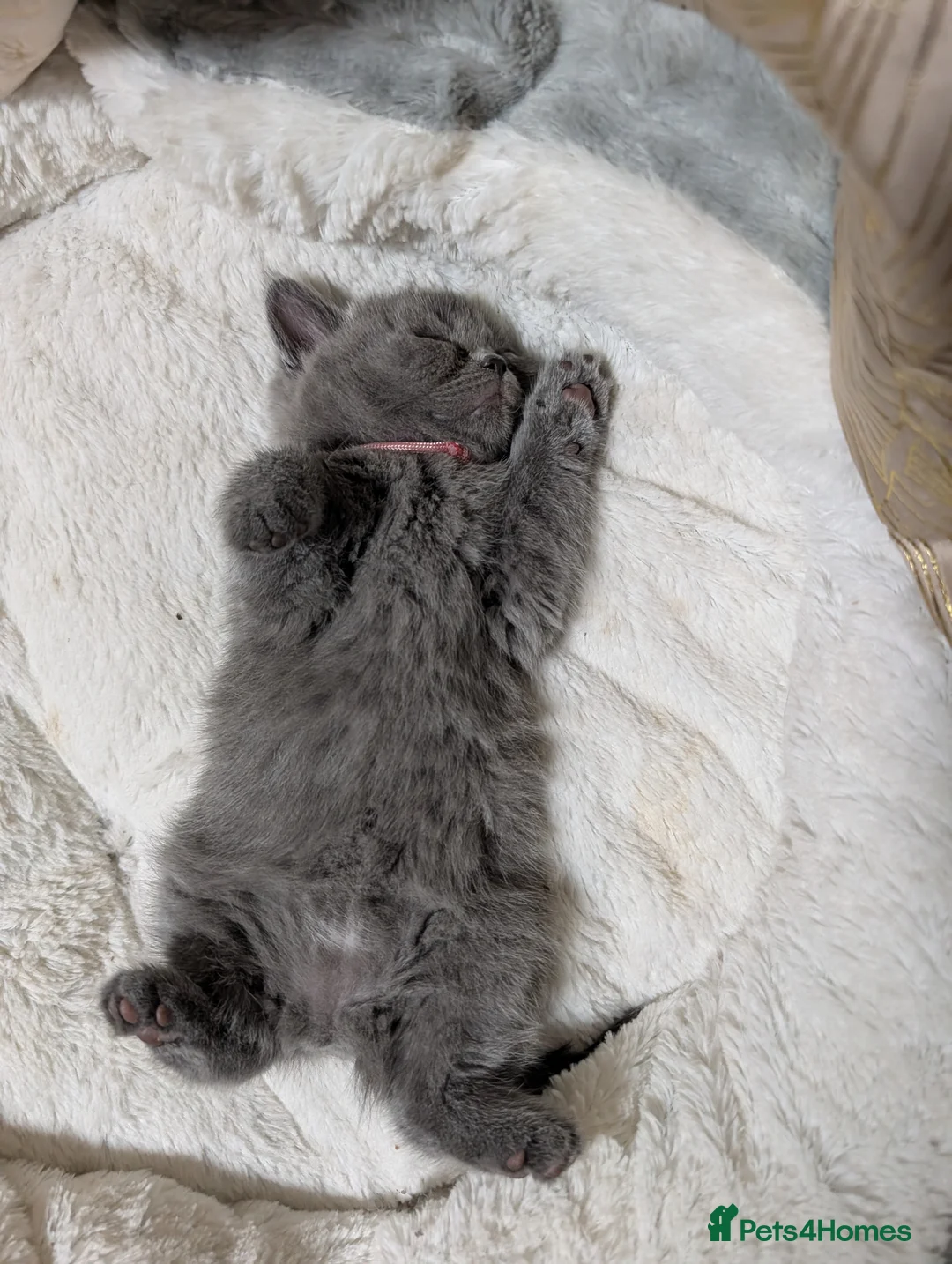British Shorthair cats for sale: Beautiful BSH-kittens-Ready for Their New Homes - Advert 2