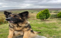 German Shepherd dogs for sale: Gorgeous German Shepherd pups - Image 9