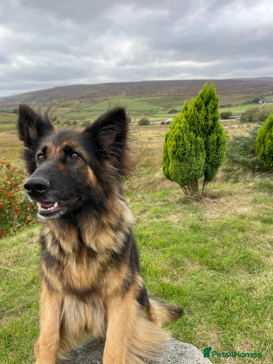 German Shepherd dogs for sale: Gorgeous German Shepherd pups - Image 9