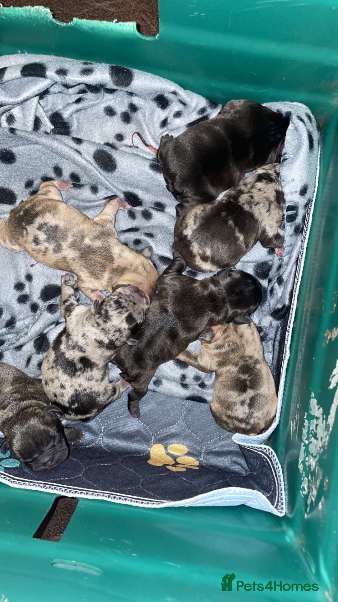 French Bulldog dogs for sale: Chocolate Isabelle Merle black white brindle mum  - Image 5