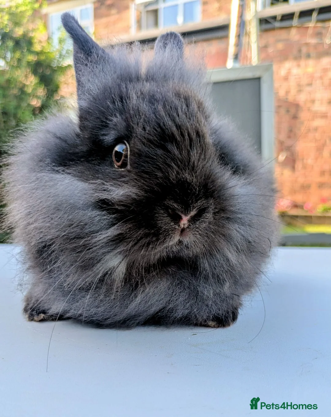 Netherland Dwarf rabbits for sale: Gorgeous mini dwarf x lionheads - Advert 2