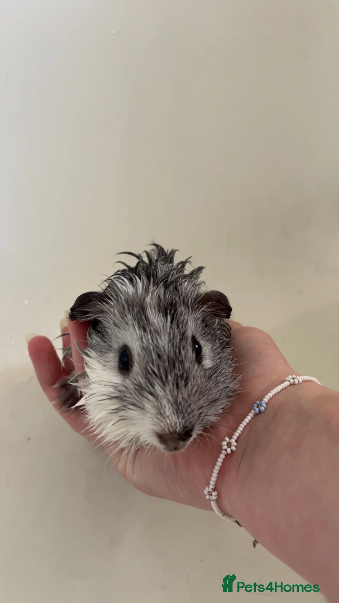 Guinea Pig rodents for sale: guinea pigs - Advert 10