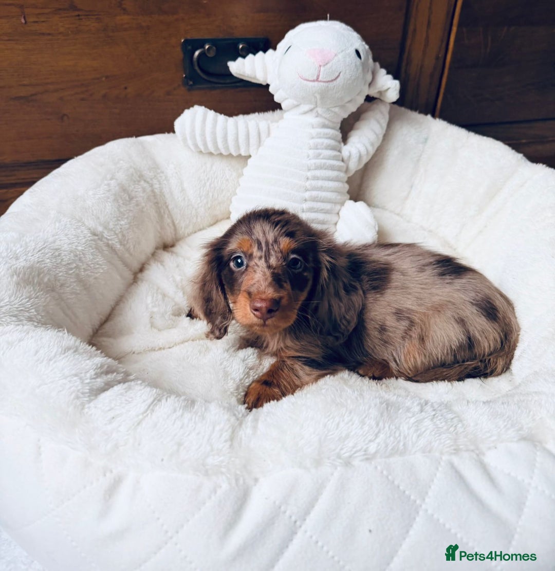Miniature Dachshund dogs for sale: PRA 🏆Clear Champion 🏆Long Haired Puppies - Advert 12