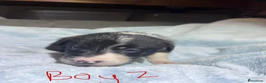 Puppy 7 - Boy