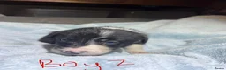 Border Collie dogs for sale: Border Collie Pups - 5 Girl & 5 Boys in Neath - Advert 5