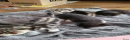 Mixed Breed cats for sale: 4 Adorable kittens looking for beautiful homes  - Advert 18