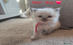 Ragdoll cats for sale: 💫 Blue Point Ragdoll Kittens 💫 - Image 10