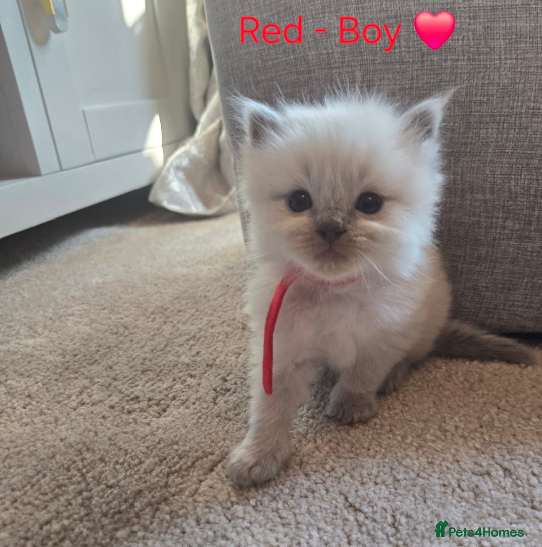 Ragdoll cats for sale: 💫 Blue Point Ragdoll Kittens 💫 - Image 10
