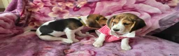 Beagle dogs for sale: Beautiful Beagle puppies looking for loving homes - Advert 13
