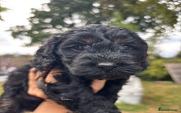 Cockapoo dogs for sale: Cockapoo puppies F1B - Image 9