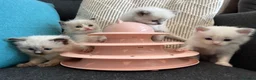 Ragdoll cats for sale: Pure ragdoll kittens sake London - Advert 11