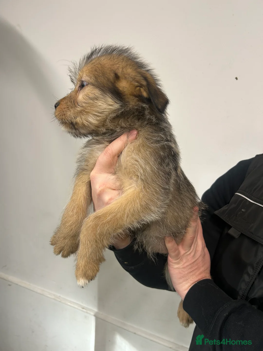 Soft Coated Wheaten Terrier dogs for sale: Traditional Irish Wheaten Terriers  - Advert 10