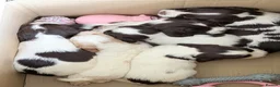 Sprocker dogs for sale: Chunky Sprocker spaniels  - Advert 1