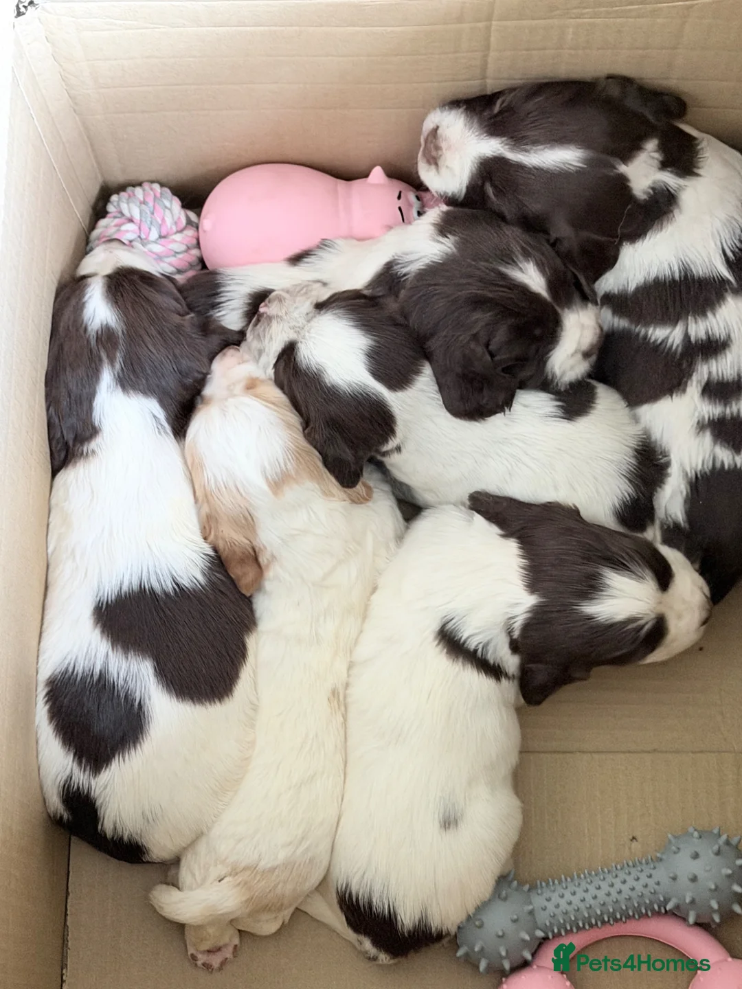 Sprocker dogs for sale: Chunky Sprocker spaniels  - Advert 1