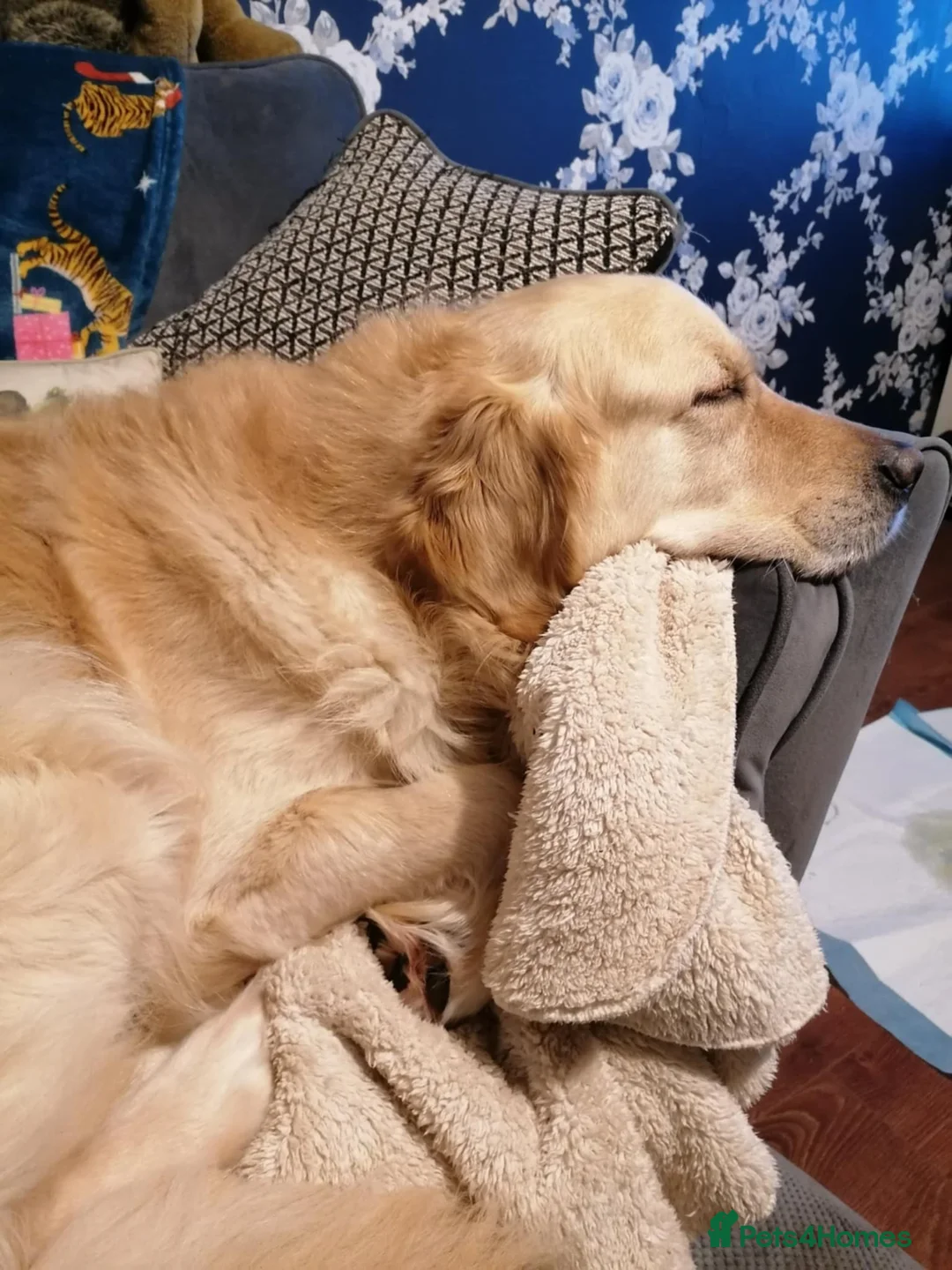 Golden Retriever dogs for sale: Beautiful male golden retriever  - Advert 4