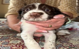 English Springer Spaniel dogs for sale: KC Springer Spaniel puppies 3 x girls available  in Hereford - Image 5