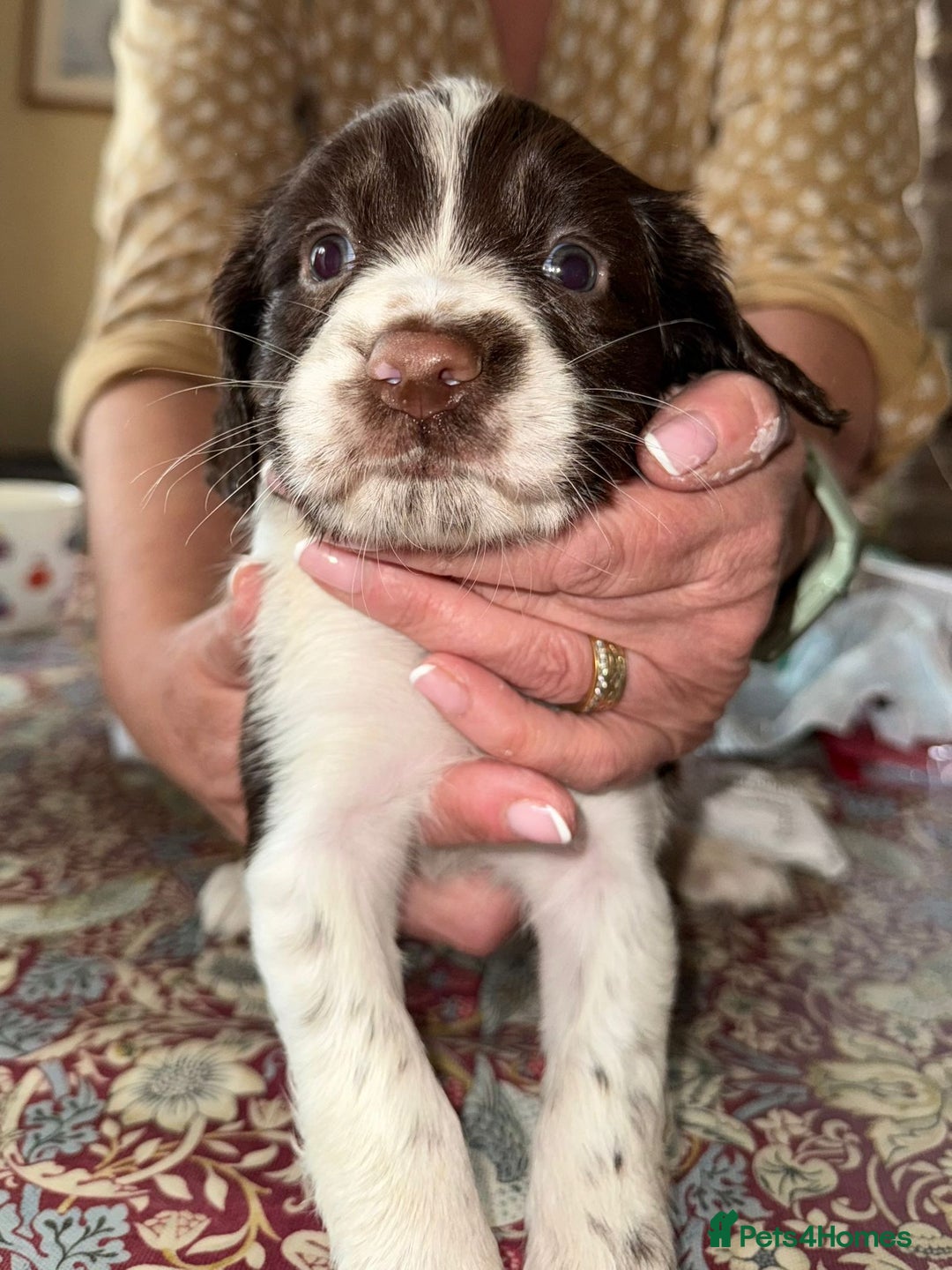 English Springer Spaniel dogs for sale: KC Springer Spaniel puppies 3 x girls available  in Hereford - Image 5