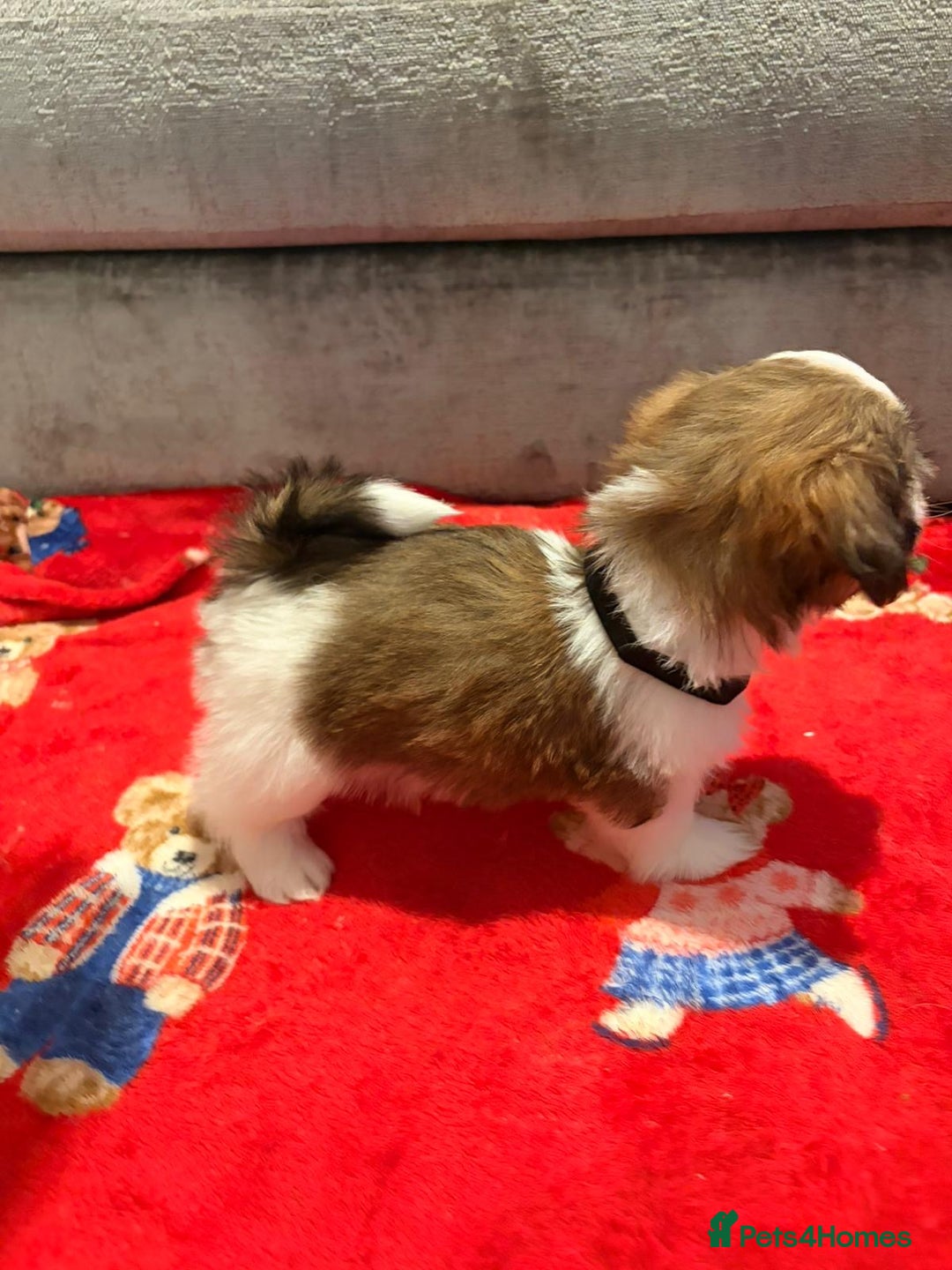 Shih Tzu dogs for sale: Shih Tzu puppies - Advert 8