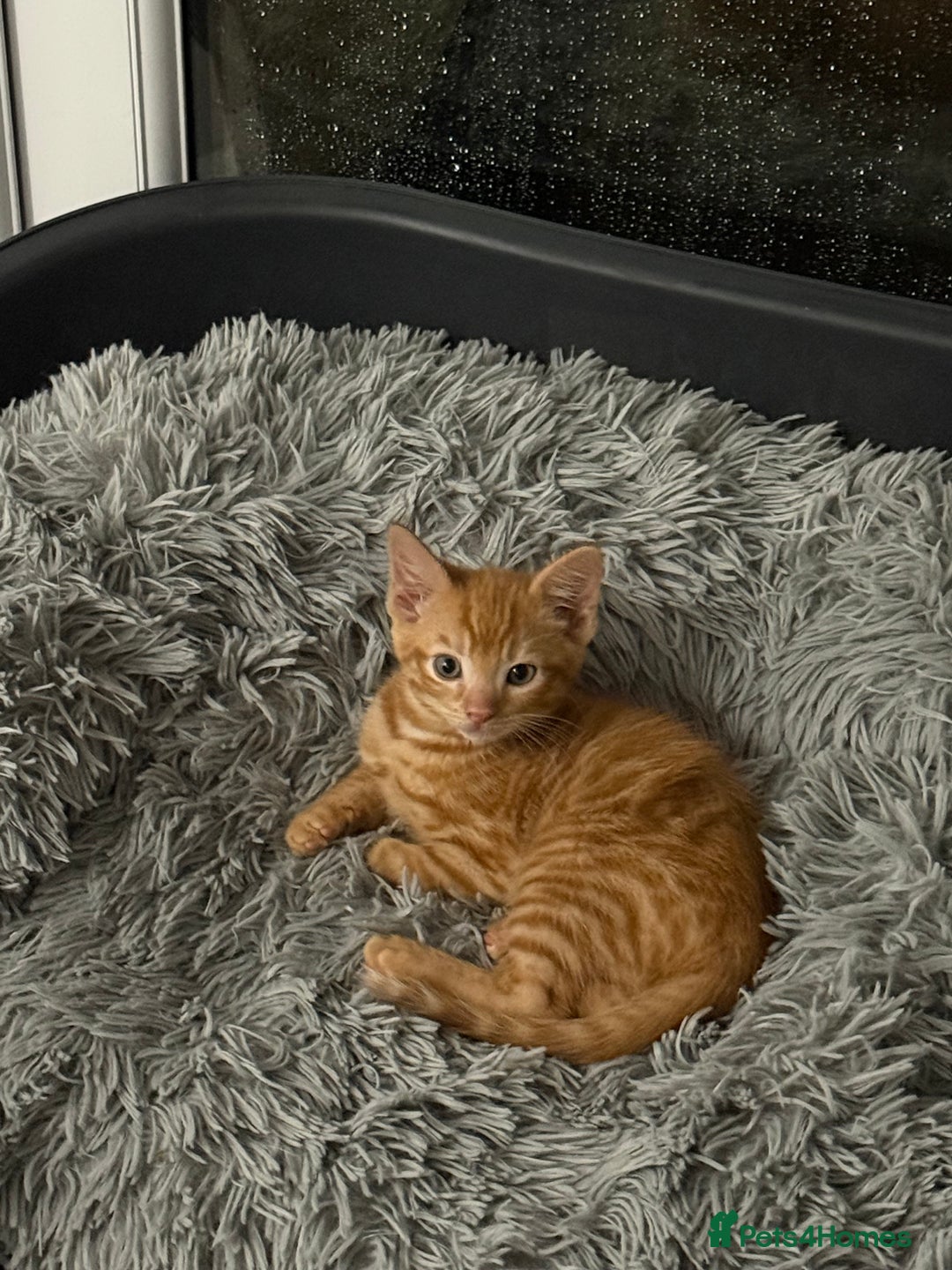 Maine Coon cats for sale: Beautiful mixed breed kittens  - Image 13