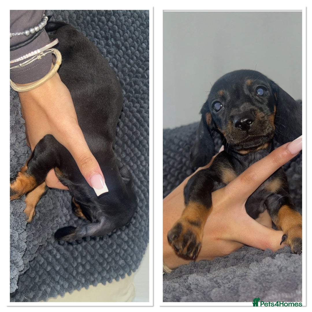 Miniature Dachshund dogs for sale: Miniature dachshunds - Image 9