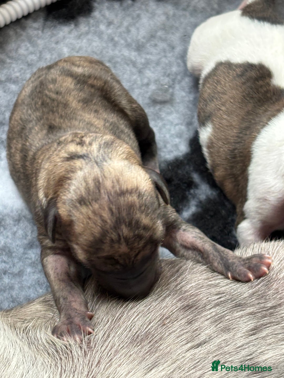 Whippet dogs for sale: Adorable KC reg Whippet puppies 🩷💙 - Image 8