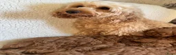 Cockapoo dogs for sale: F1b cockapoo puppies - DNA health test clear  - Advert 28