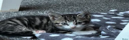 Mixed Breed cats for sale: Stunning kittens  in Lancing - Advert 3