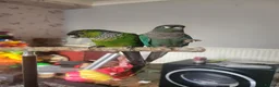 Conures birds for sale: Breeding pair of conure parrots  - Advert 6
