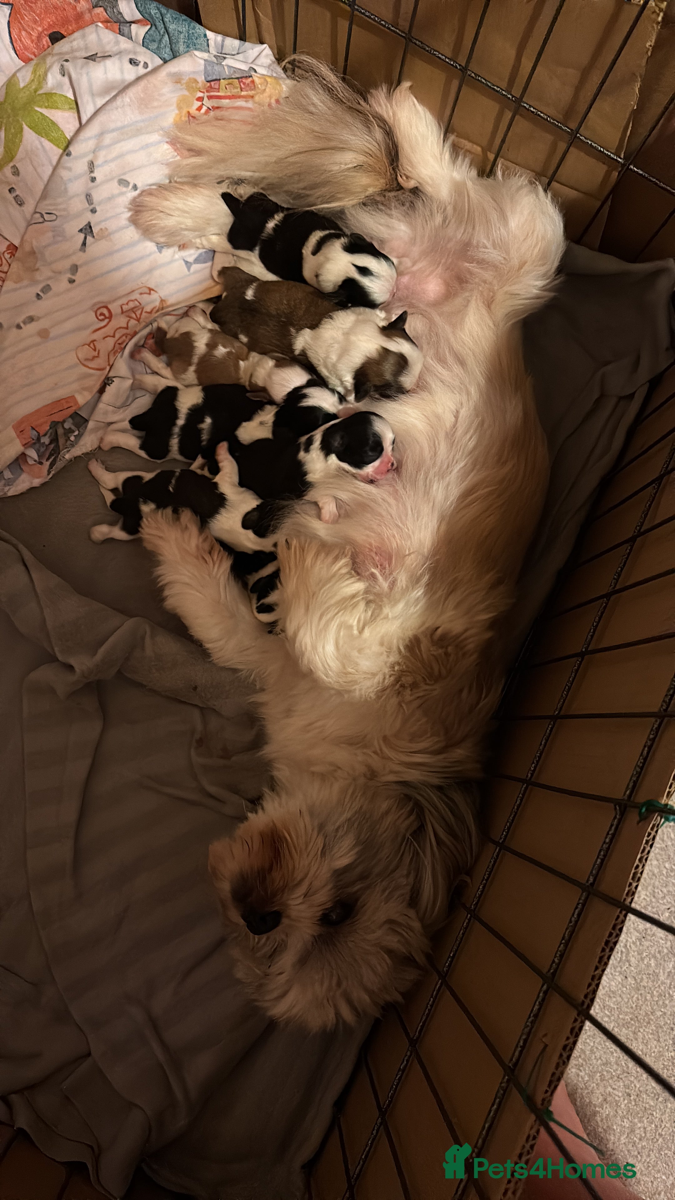 Shih Tzu dogs Shih Tzu puppies - Advert 8