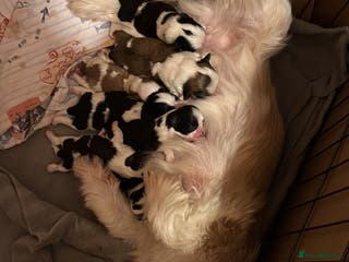 Shih Tzu dogs Shih Tzu puppies - Advert 12