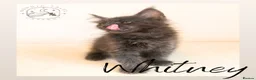 Maine Coon cats for sale: High Smoke, Smoke and Solid Pedigree Maine Coon’s - Advert 7