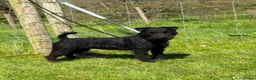 Mixed Breed dogs for sale: Lakeland x patterdale (fell) pups - Advert 4