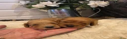 Cockapoo dogs for sale: 🐾fabulous F1 showtype cockapoo puppies 🐶  - Advert 3