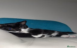 Mixed Breed cats for sale: Mum & Son for Adoption  - Image 2