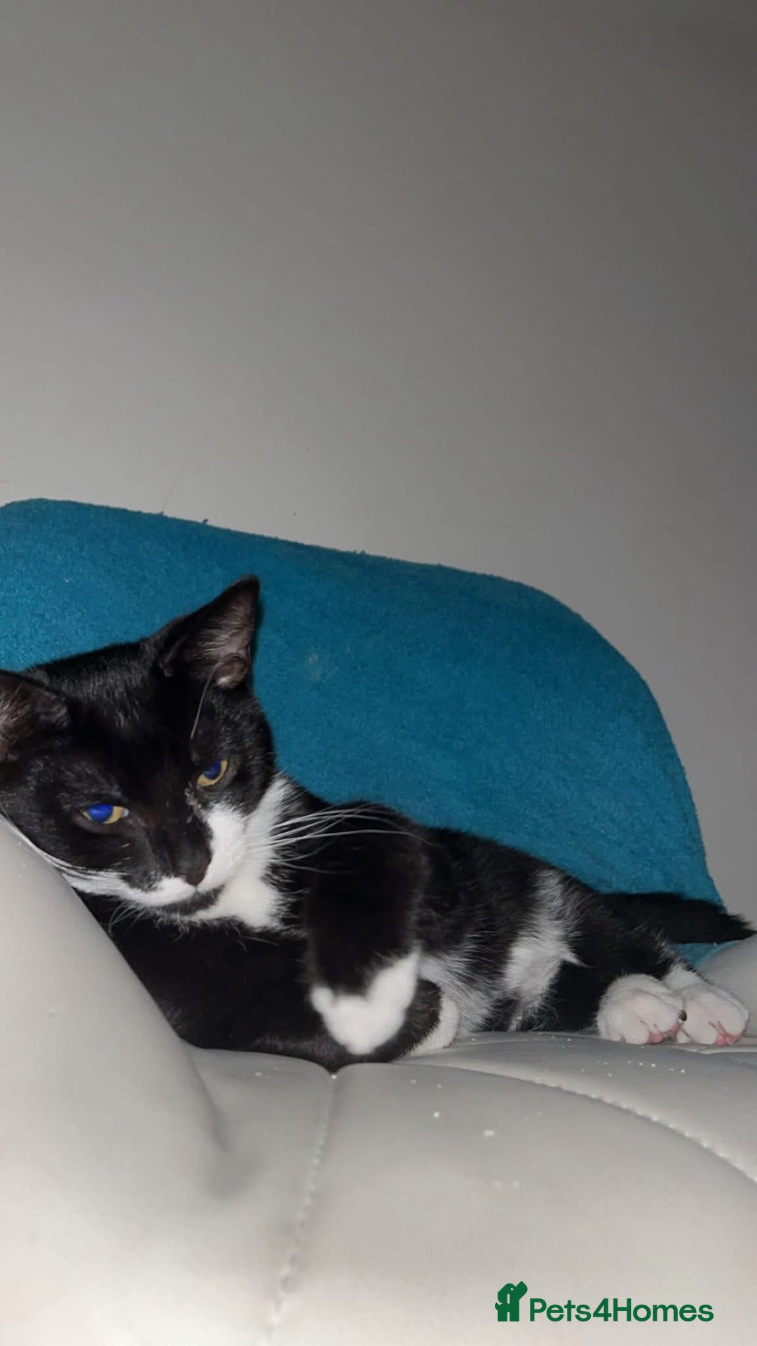 Mixed Breed cats for sale: Mum & Son for Adoption  - Image 2