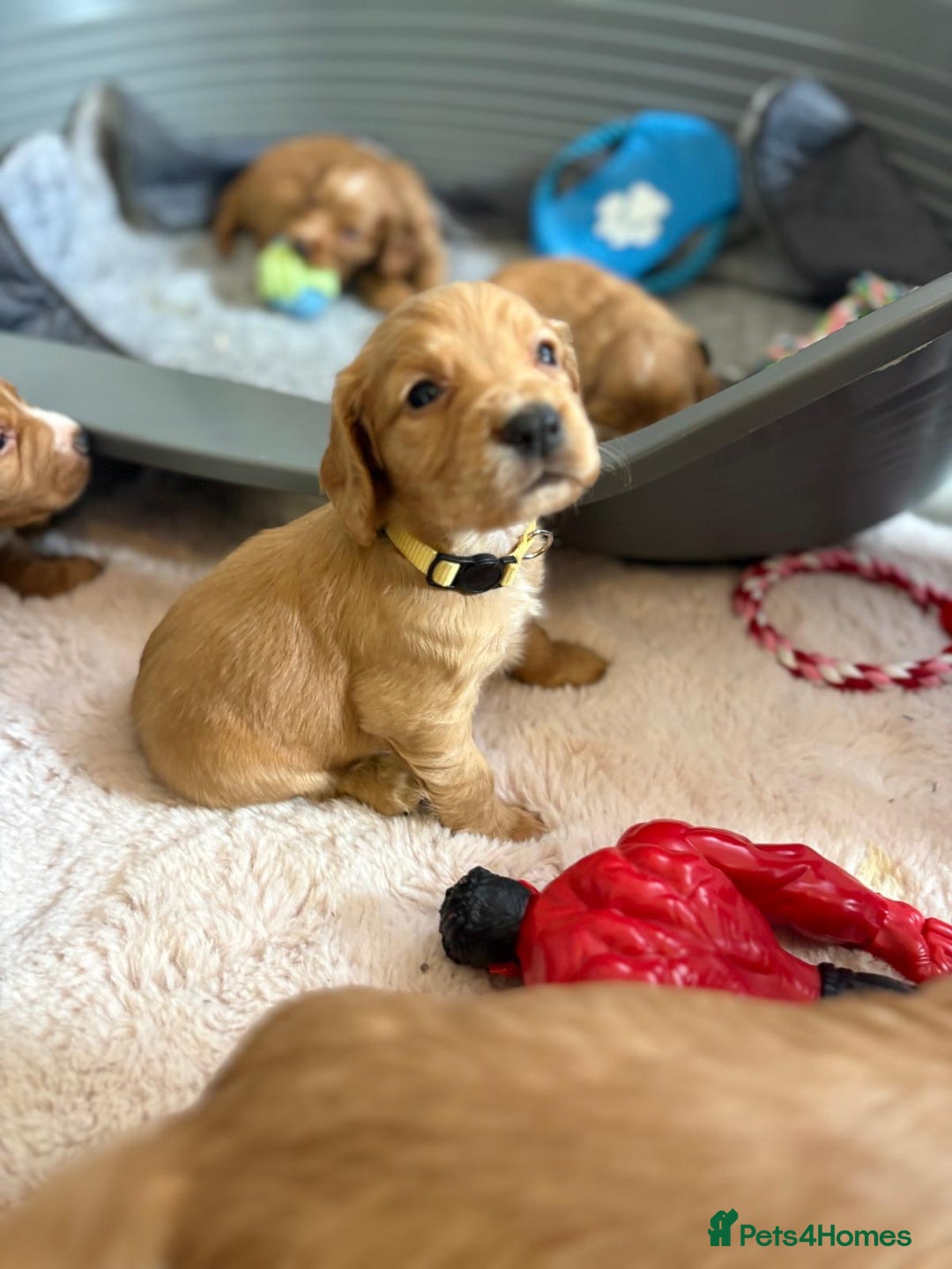 Cocker Spaniel dogs for sale: Kc reg cocker spaniels with 5 weeks insurance  - Advert 37