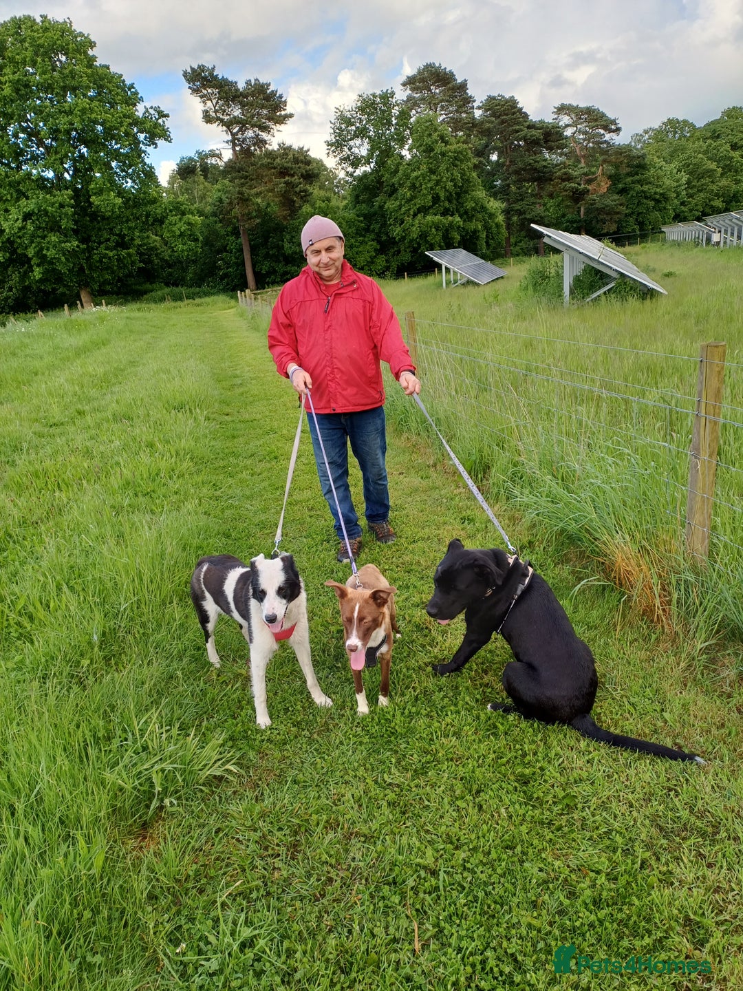 Mixed Breed dogs for adoption: SHEAMUS-a sensitive Soul for the right Human Match - Advert 36